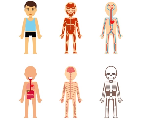 Body Anatomy Body Anatomy