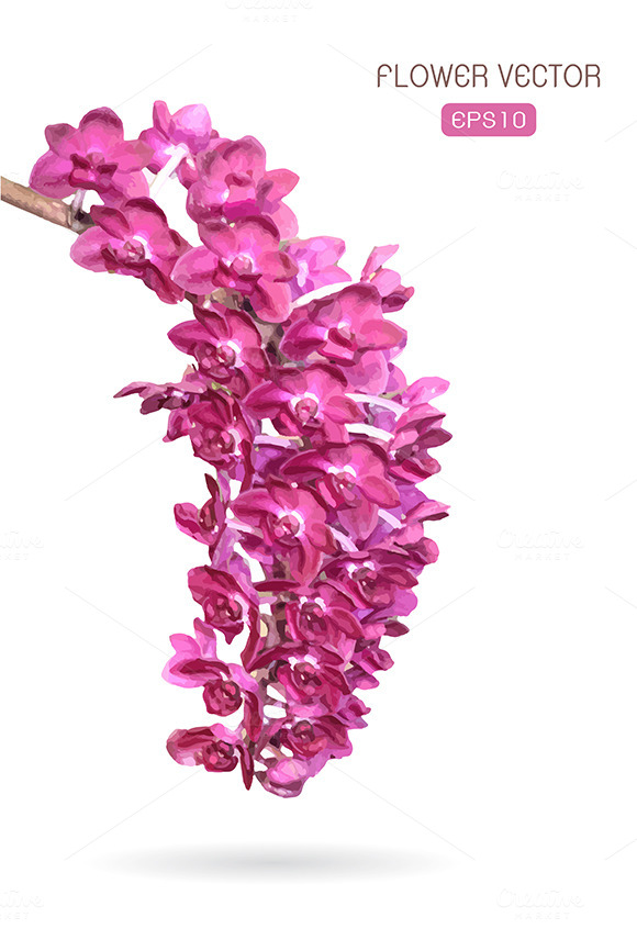 Vector Image Of Orchid Flower Vector Image Of Orchid Flower