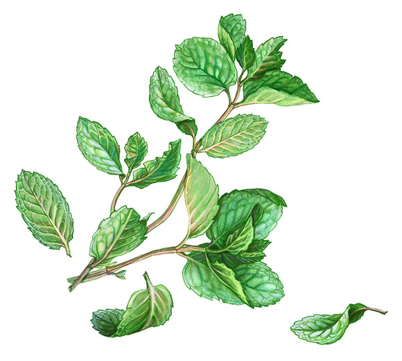 Mint Pencil Drawing Isolated On Whit Mint Pencil Drawing Isolated On Whit