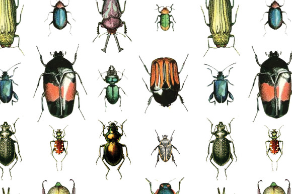 Vintage Beetles 96