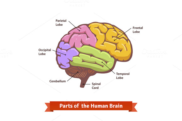Empty Brain Diagram Medial View » Designtube - Creative Design Content