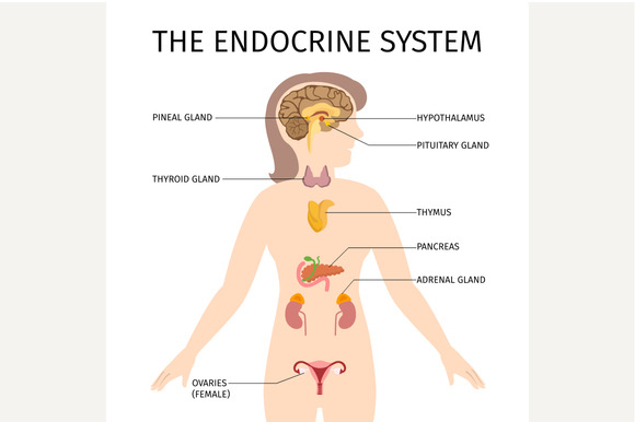 Endocrine System Endocrine System