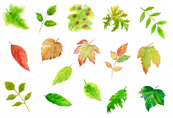 watercolor leaves clipart - photo #14