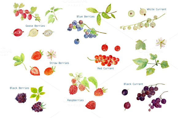 Watercolor Soft Fruit Clipart Watercolor Soft Fruit Clipart