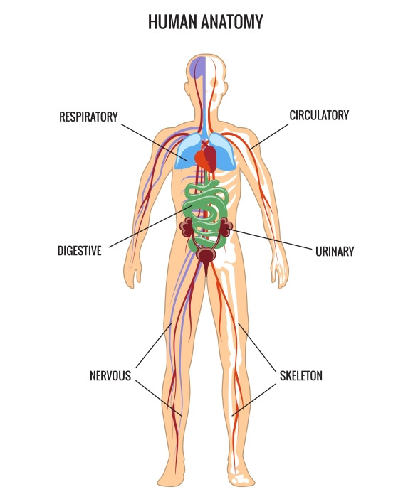 Human Anatomy Human Anatomy