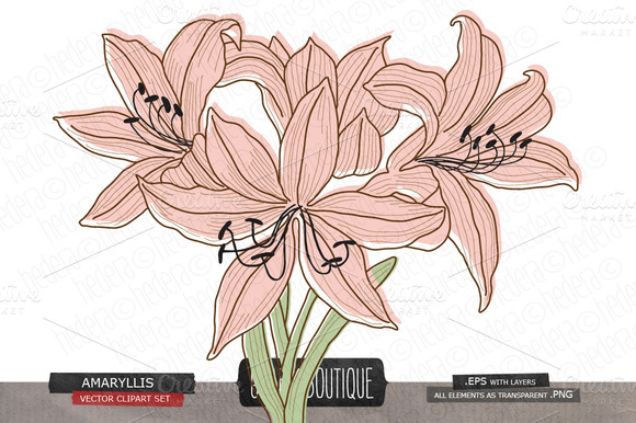Amaryllis Flower Vector Clip Art Amaryllis Flower Vector Clip Art