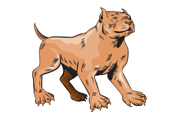 Pitbull Dog Mongrel Standing Etching Pitbull Dog Mongrel Standing Etching