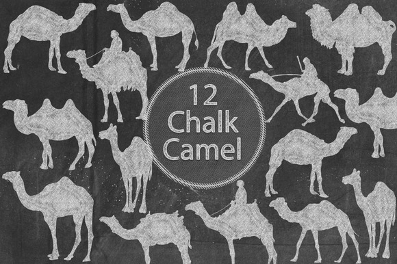 Chalk Camel Chalk Camel