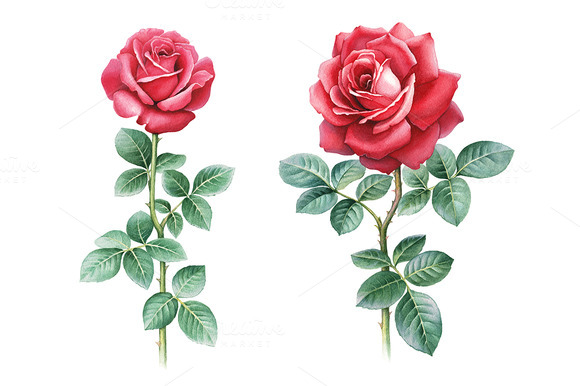 Watercolor Illustrations Of Rose Watercolor Illustrations Of Rose