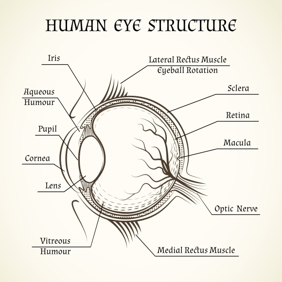 Vector Structure Of The Human Eye Vector Structure Of The Human Eye