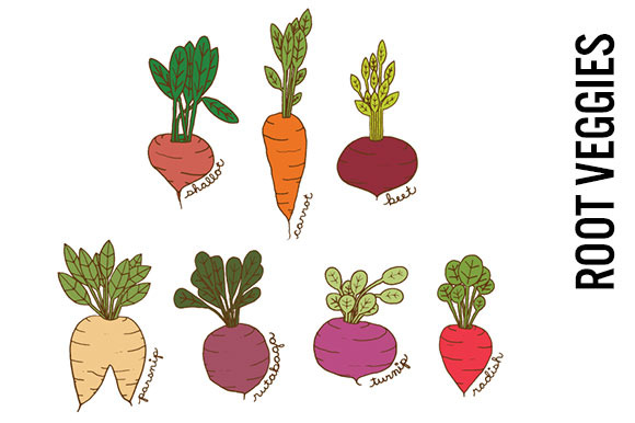 root vegetables clipart - photo #1