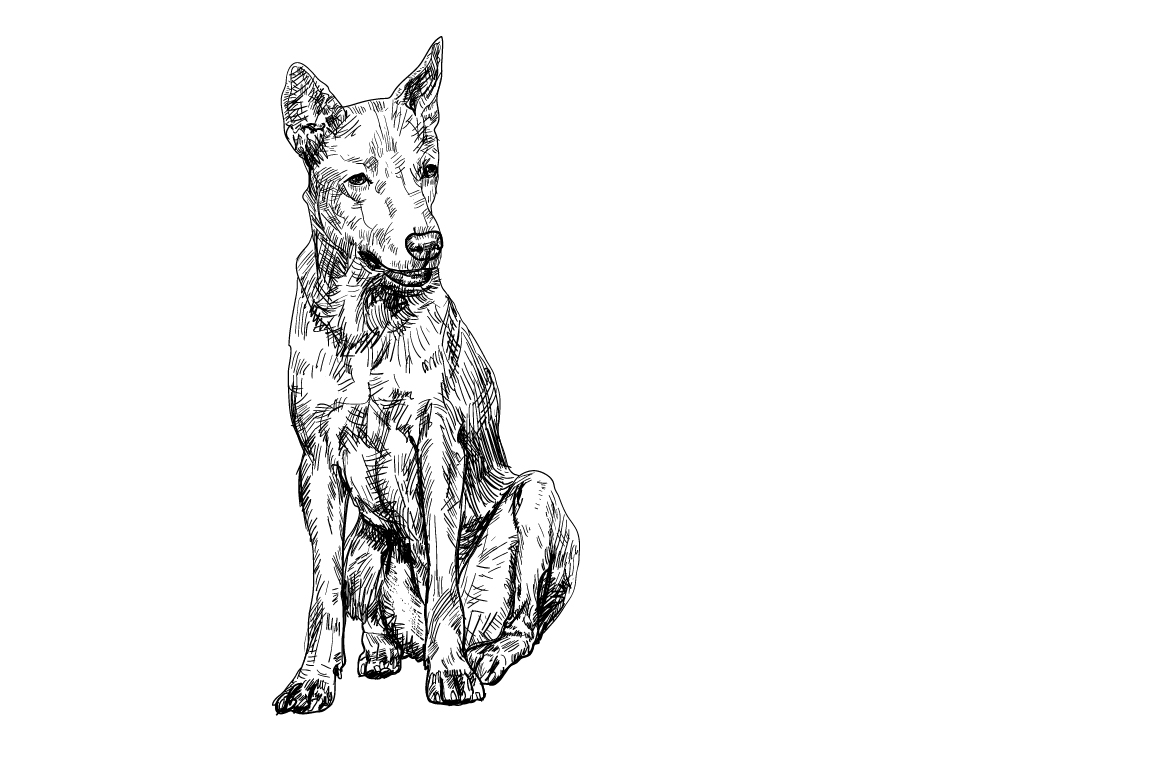 Thai dog_drawing and shade ~ Illustrations on Creative Market