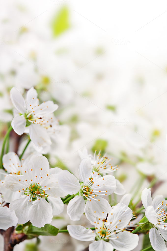 Spring flowers on light background ~ Nature Photos on Creative Market