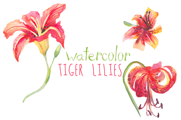 tiger lily clipart - photo #43