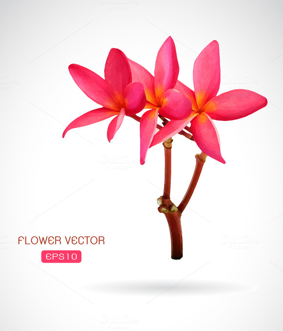 Vector Image Of Frangipani Flower Vector Image Of Frangipani Flower