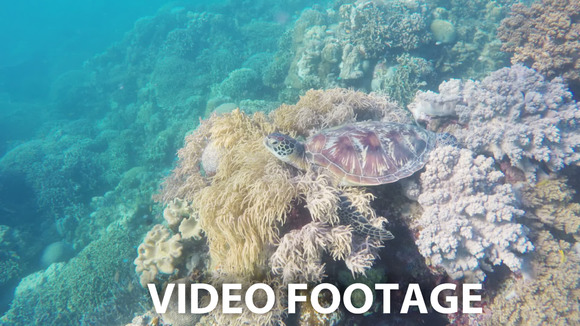 Sea Turtle In The Tropical Sea Sea Turtle In The Tropical Sea
