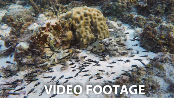 Coral Reef And Tropical Fish Coral Reef And Tropical Fish