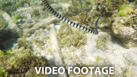 Banded Sea Snake In Sea