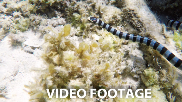 Banded Sea Snake In Sea