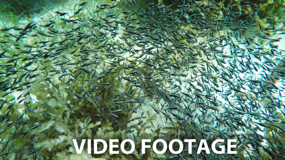 Coral Reef And Tropical Fish Coral Reef And Tropical Fish
