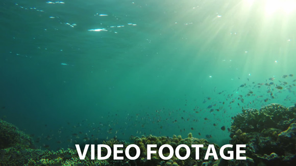Coral Reef And Tropical Fish Coral Reef And Tropical Fish