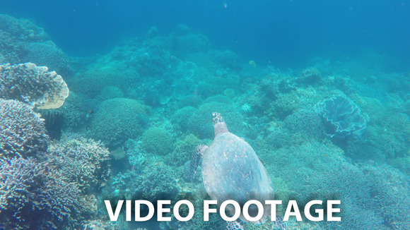Sea Turtle In The Tropical Sea Sea Turtle In The Tropical Sea