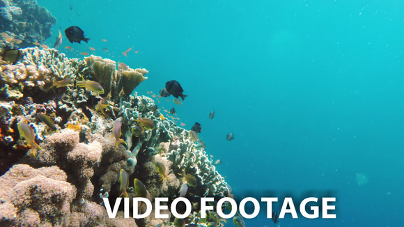 Coral Reef And Tropical Fish Coral Reef And Tropical Fish