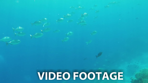 Coral Reef And Tropical Fish Coral Reef And Tropical Fish