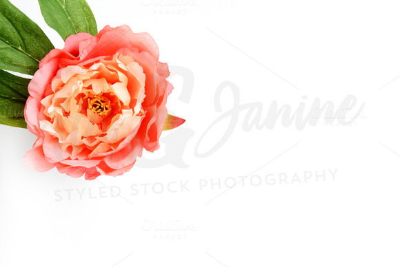 Styled Stock Photography Flower Styled Stock Photography Flower