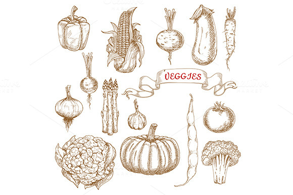 Farm Ripe Vegetables Sketches Farm Ripe Vegetables Sketches
