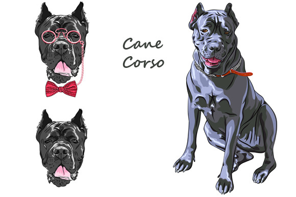 Dog Black Cane Corso SET Dog Black Cane Corso SET