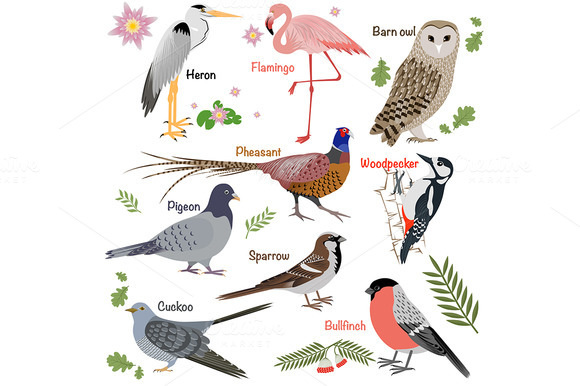 Realistic Birds Collection Realistic Birds Collection