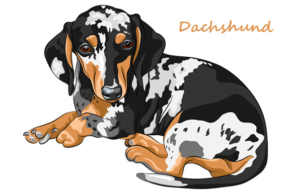 Dog Dachshund Breed