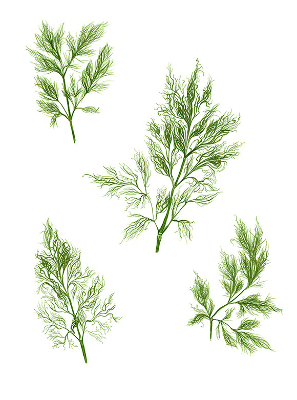 Dill Pencil Drawing Isolated