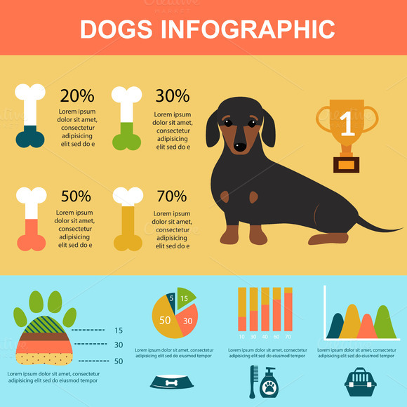 Dachshund Dog Infographic Vector Dachshund Dog Infographic Vector