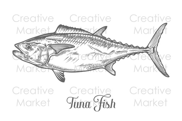 Vector Free Tuna Fish » Designtube - Creative Design Content