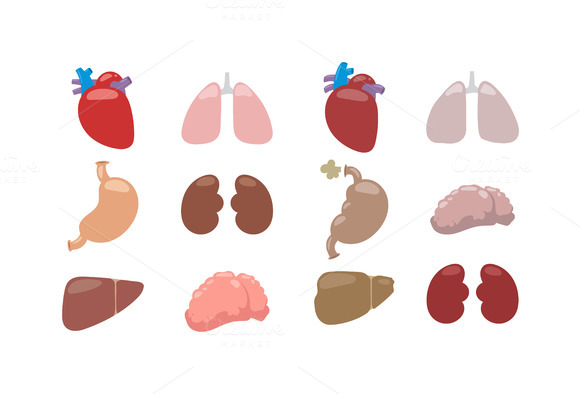 Internal Organs Vector Illustration