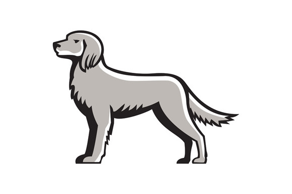 English Setter Standing Side View