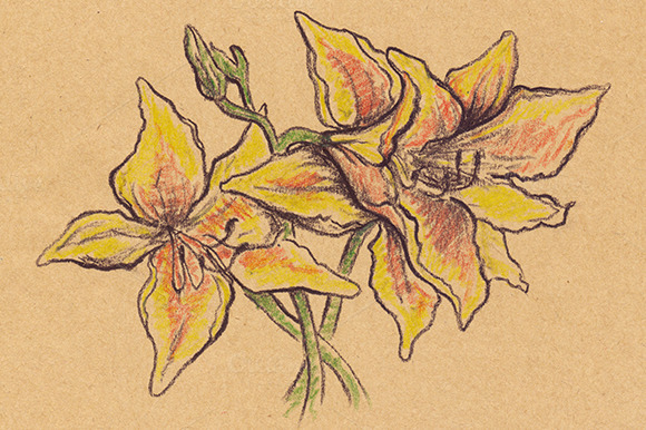 Sepia Yellow Lilies Craft Sketch