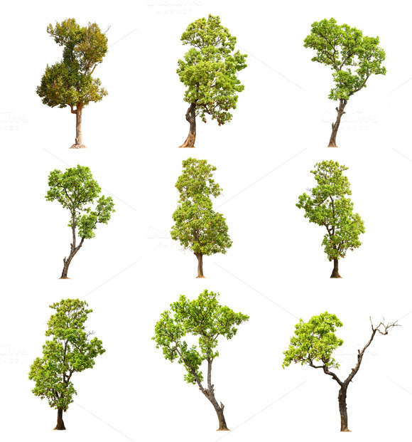 Green Trees Collection