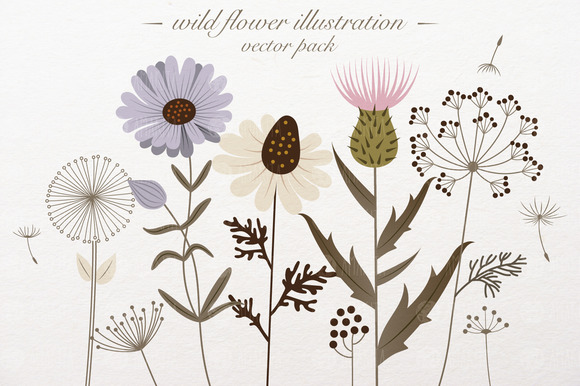Wild Flower Illustration