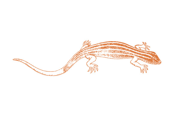 Vector Lizard Illustration
