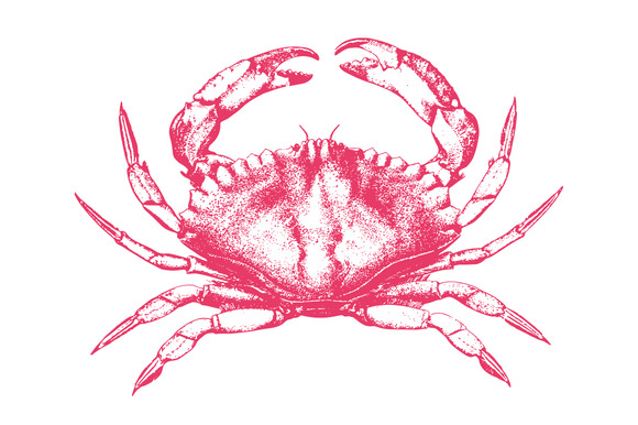 Vector Crab Illustration