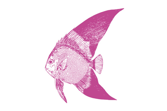 Vector Tropical Fish #1 Illustration