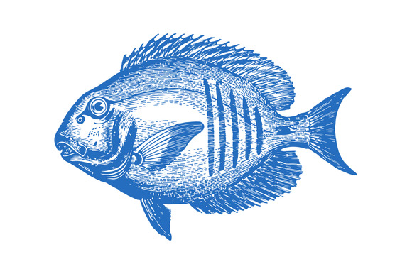 Vector Tropical Fish #2 Illustration