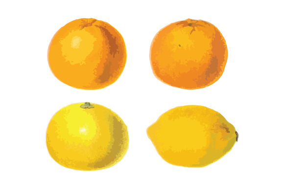4 Vector Citrus Illustrations