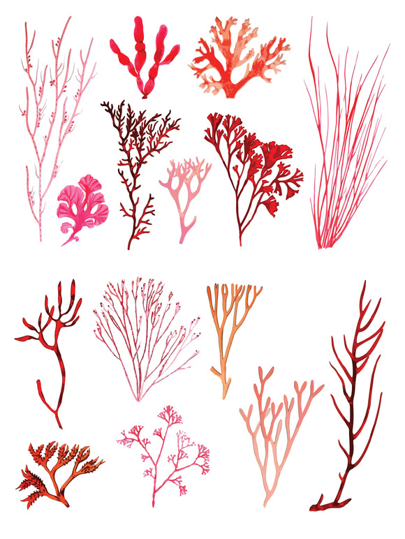 Vector Coral Illustration Pack