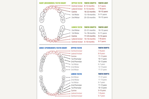 Human Teeth Infographic