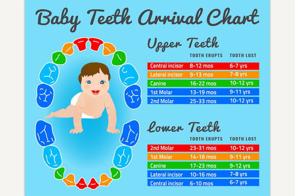 Teeth Infographic