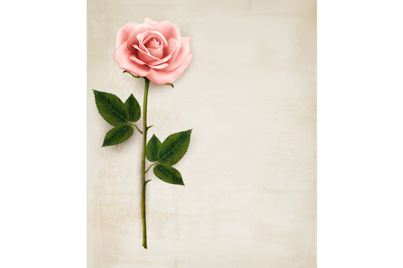 Single Pink Rose On Old Paper